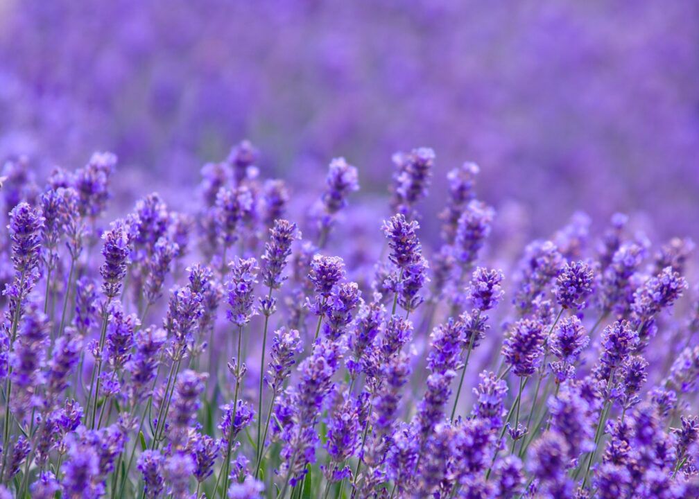 5 Types Of Lavender That Thrive In The South 6d9e62d80fa94e55a758aeb4ae338b11 1